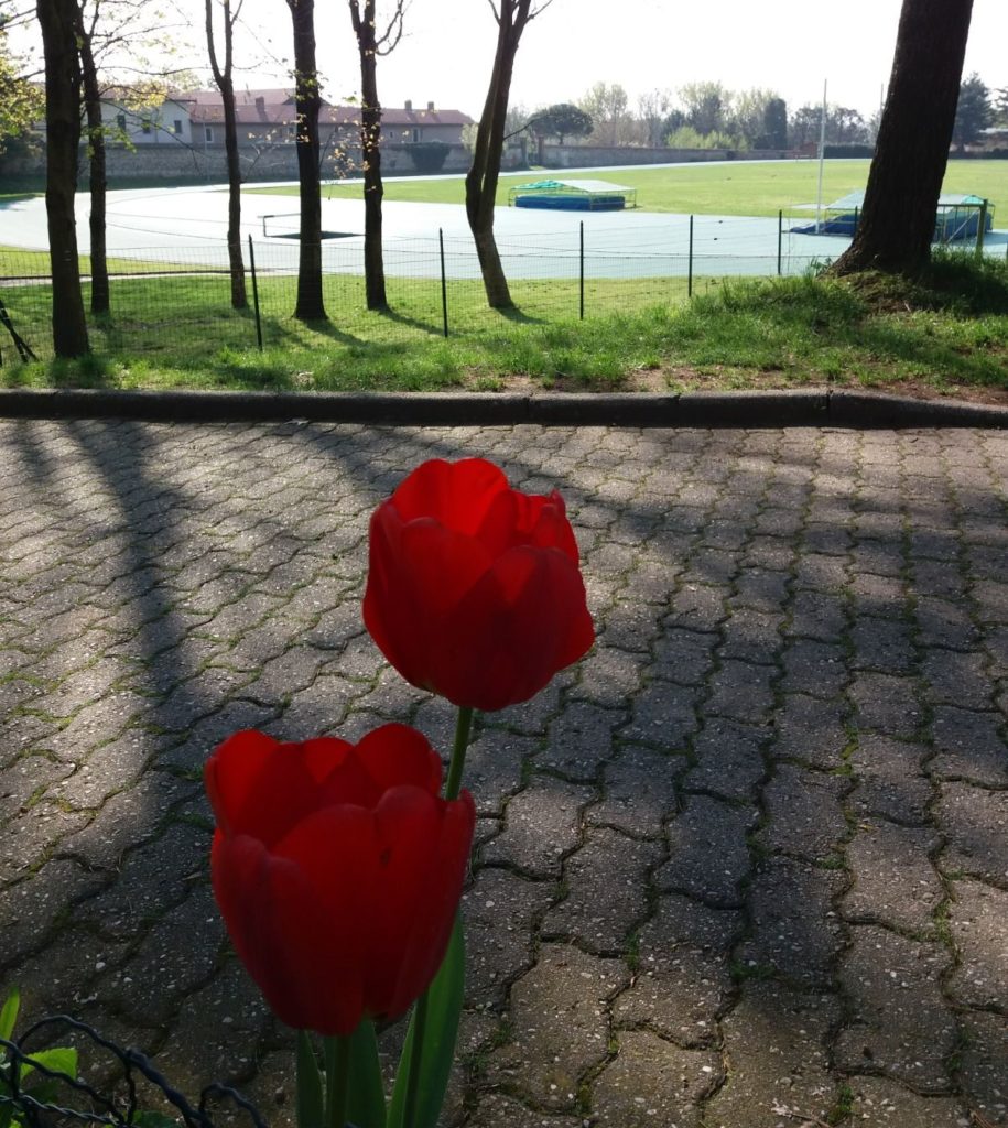 Tulipani in pista a Olgiate Olona: vi aspettano anche loro il 25 aprile!